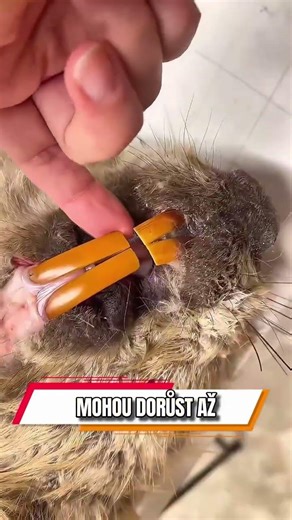 Pokud bobři přestanou hlodat, jejich zuby vyrostou až k mozku 😳 #beavers #wildlife