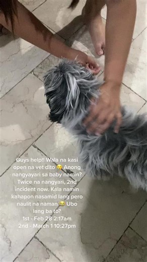 Dog Coughing: Causes, Remedies, and First Aid