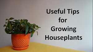 44K views · 208 reactions | Do you want to grow indoor plants? Egan Davis with the UBC Botanical Garden rovide tips to make your houseplants flourish. | CBC Vancouver | Facebook