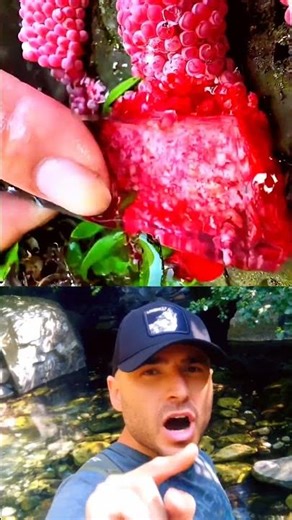 The Mystery of Bright Orange Snail Eggs