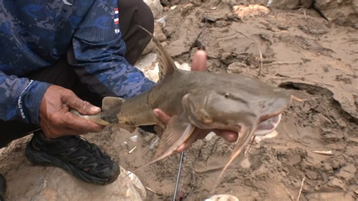 泰国萨尔温江支流原魾Bagarius protos（搬运）