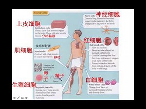 Form 1 KSSM Science Chapter 2 Cell as the Basic Unit of Life part 2