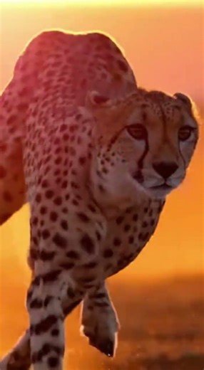 Apex Predator: Cheetah High-Speed Hunt in 4K #Cheetah #Wildlife #Nature #Speed