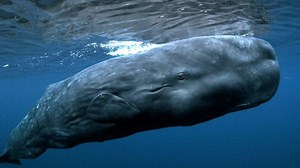 WATCH: Sonic Sea Screening And Conversation