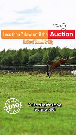 Looking for a filly? From a top damline: van t Roosakker. Character, suppleness, use of body, and power! Her dam, Toulusha Key SR Z-year, jumps 1.40m with champion junior rider Yves Willems. The dam's sire is Toulon. This stunning filly is for sale next Tuesday evening during the hybrid foal auction Prinsjesdag in Ermelo. Live and online! Op zoek naar een merrieveulen? Uit een top moederlijn; van t Roosakker. Karakter, souplesse, lichaamsgebruik en power! Haar moeder, Toulusha Key SR Z jaar, spr