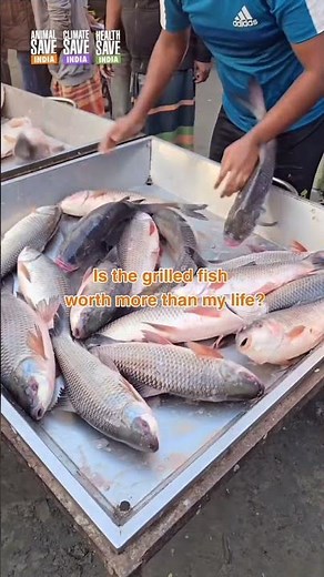 🍽️ Taste vs Life — A Choice That Affects Others 🐾