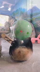 I'm ready for the Panda Olympics ! 😅😝 #care #beautiful #love #silly #funny #naturephotography #nature #panda #fluffy #pandas #cute #funnyanimals | Pandas, a Light In My Heart