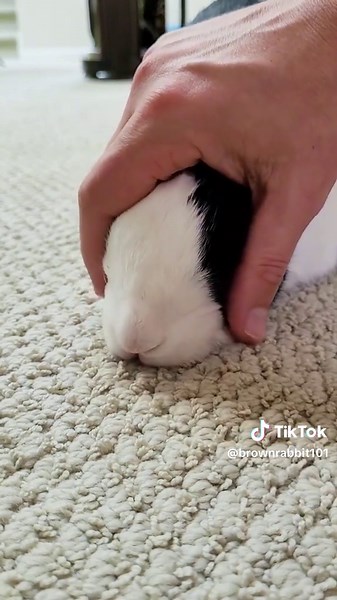 Rabbit Relives Being Born: A Fascinating Journey