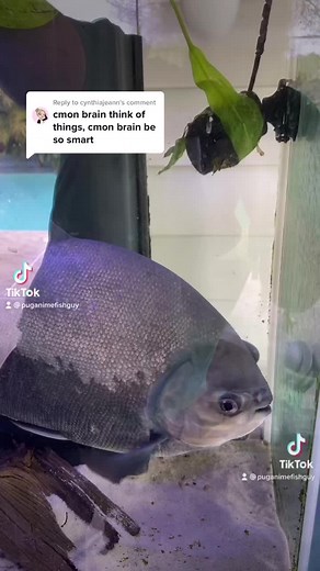 Reply to @cynthiajeann #repost #pacufish #riverfish #rivermonsters #fishtok #pacmanthepacu #pacutok #fisheatsweirdfood #eggs