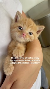 94K views · 4.3K reactions | What twist of fate led your fur baby to...