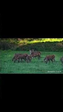 Owlset 8x50 digital day & night vision scope