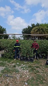 1.3K views · 214 reactions | Anacahuita Mexican Olive Cordia boissieri en el centro de producción Hidalgo Tamaulipas . Del Desierto al bosque en un momento . Pioneros en Producción de Especies Nativas y naturalizadas No Invasoras del Norte y altiplano mexicano . #arboles #anacahuita #cordia | VIVEROS REGIONALES | Facebook