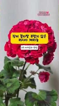 @희서니네 장미 부케냐구요?러시아제라늄 이사도라던컨 #gardening #러시아제라늄#식집사 #plants #꽃설명 #flowers #제라늄키우기