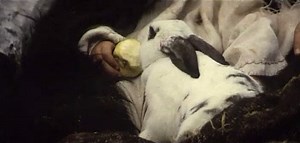 Bulgarian drama film "Time of Violence" (1988) Original title: Време разделно Director: Ludmil Staikov Language: Bulgarian Subtitles: English, Russian In the 17th century, a Bulgarian Christian region is selected by the Ottoman rulers to serve as an example of conversion to Islam. A Janissary who was kidnapped from the village as a boy is sent to force the reluctant inhabitants to convert. The Turkish governor seeks a peaceful solution, but ultimately torture, violence, and rebellion break out. 