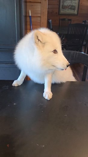 Blueberries with Ham! I can't stand soft blueberries, but ham is a fan so he makes the perfect snacking companion to ensure no blueberries go to waste@ 🦊🦊🦊🦊🦊🦊🦊🦊🦊 Walking Wild Rescue is a 501c3 non-profit organization located in central Ohio. We provide a sanctuary and forever home to nonwild captive bred fox and other non-wild friends. All the animals that find sanctuary here at Walking Wild have never been wild , therefore, they can never be released and live their lives with us. Visit