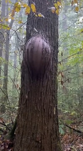4.3K views · 25 reactions | What is inside this tree? This is unreal. | Caught in Nature | Facebook