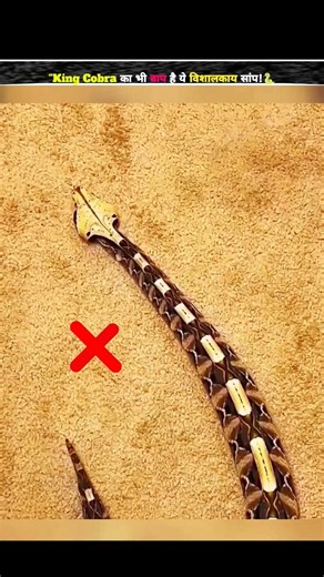 King Cobra का भी बाप है ये विशालकाय सांप ! ? #kundanfacts