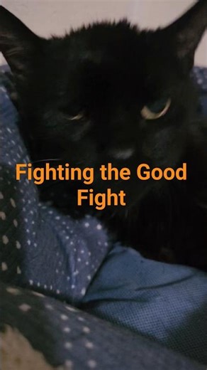 Cosmo’s Fight: #catsofyoutube #blackcat #sad