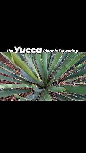 The yucca plant in the yard is flowering. #flowers #flower #yucca #yard #smithfieldnc | Robert Bodnár