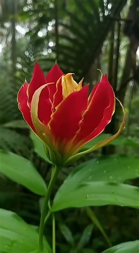 🔥「10秒见证火焰百合绽放，火红花瓣宛如火焰！」🔥「10-Second Gloriosa Superba Bloom – Flaming Lily Time-Lapse!」