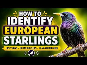 How to Identify European Starlings