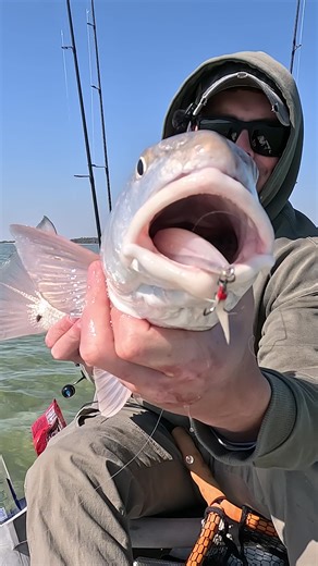 Catch Redfish with Jerkbaits: My Fishing Experience