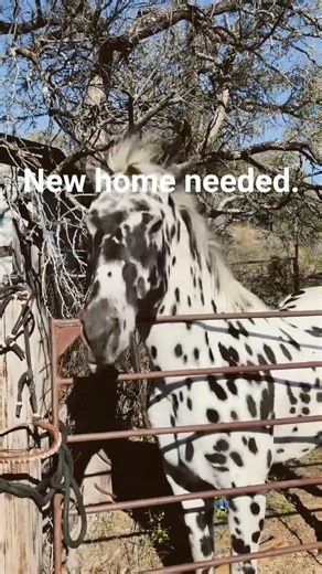 cheap horses available. #forsale #horseauction #freehorses #cheapHorses #appaloosa #saddlebred