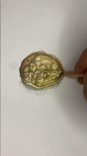 Colored Pencil Realism | Walnut Shell Texture and Detail Study