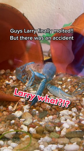 Larry the Blue Crawfish's Molt Update: A Heartwarming Journey