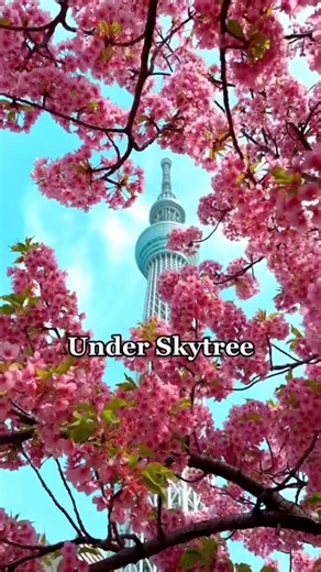 30 reactions | The Best Cherry Blossom Spots In Tokyo . . . #livenippon #traveljapan #tokyo #japan #everyonehighlightsfollowers #reelsfypシ゚ #explorejapan2025 #MountFujiViews #beautyineverymomemt #mishimaskywalk #everything_imaginable #k | Live Nippon | Facebook