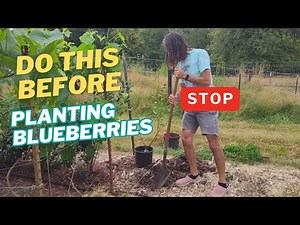 How to plant new blueberry plants. Soil preparation and planting.
