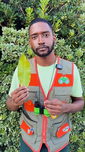 Fall colors brought to you by… chlorophyll doing its dramatic exit 😂 🍂 #TheMelonPatch #FactOfTheDay #Nature | CoComelon