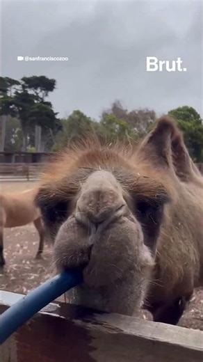 Camel gulps down gallons of water straight from a hose.