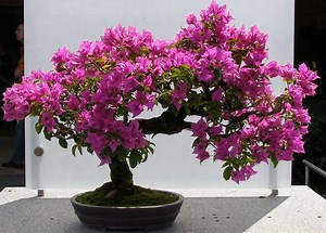 7 Cara Menanam Bunga Kertas (Bougenville) dalam Pot - IlmuBudidaya.com