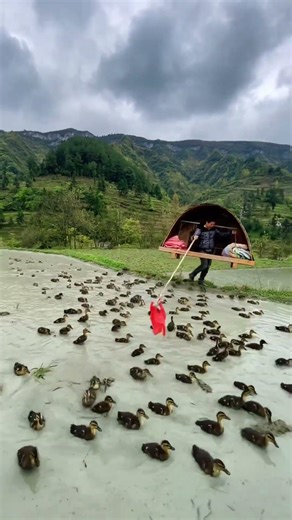 Farmers who graze their ducks by following the natural food chain.