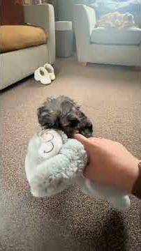Set up that equalled first night of sleeping through. #lhasapoo #puppy #cratetraining #dogtraining