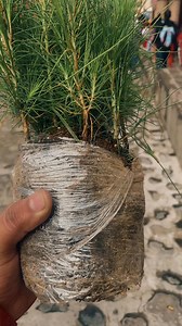 Los alumnos de la escuela primaria Isaac Arriaga de Angangueo participaron activamente en una campaña de reforestación organizada por la misma institución, donde niños, padres y profesores se unieron para plantar árboles y contribuir a la conservación de los bosques de Angangueo, promoviendo así la conciencia ambiental desde una edad temprana 🌱🌳🎓👨‍👩‍👧‍👦💚Fotografías con autorización de padres de familia. | Angangueo Mi Pequeño Pueblo