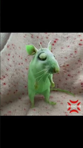 Green alien cats and rat saying zib zib zib