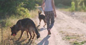 Two women walking with large German Shepherds along a forest road, rear view. Happy time with pets in nature.