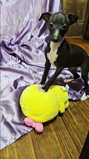 All The DoDa Day Italian Greyhounds Gorgeous Starlight Express On Top