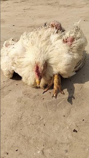 B Complex injection for Poultry Birds | B Vitamins For Pets and Animals | Dr. ARSHAD Vet