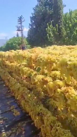 Proses pembuatan kismis secara alami dengan menggunakan pengeringan dari panas sinar matahari #pertanian #farmer #kismis | Sabang Sampai Merauke