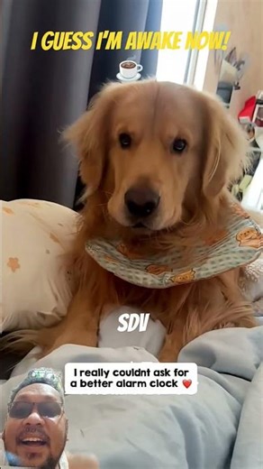 The most aggressive (but cutest) way to wake up 🥺❤️#DogAlarmClock #Funny #WakeUpCall #MorningVibes