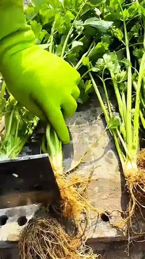 cutting the roots of the long green celery plants on the wood using a sharp metal tool
