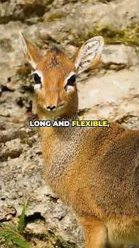 This Tiny Antelope Can Warn an Entire Forest — Meet The Dik-Dik