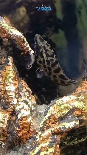 🐆 Leopard Bush Fish – The Spotted Hunter of Freshwater! 🌿🐠| TANKED IND | @tanked_ind