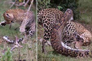 Greedy Python tried to eat a leopard - but its eyes were bigger than its stomach and the big cat emerged the victor