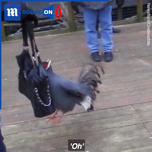 4K views · 19 reactions | It's attack of the exotic pheasant!  | Daily Mail Video | Facebook