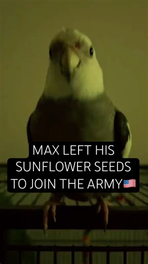 Cockatiel vs Army Song 🇺🇸 | Max Chooses To Join The Army Over SunFlower Seeds #army #parrot #funny