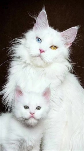 Top 10 Best Names for White Cats #cats #namescats #cupcut #foruyou #viralvideo #2024 #fly #watches #felizanonovo #top #beautiful #bienvenido